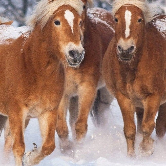 Good Morning Dekbedovertrek Flanel Happy Horses Multi